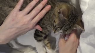 Small Cat Is Grooming His Little Fingers