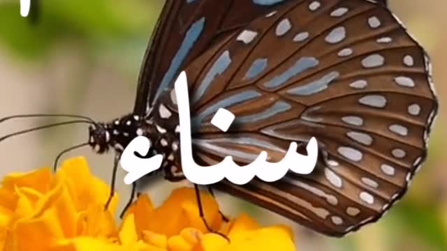 معنى اسم سناء