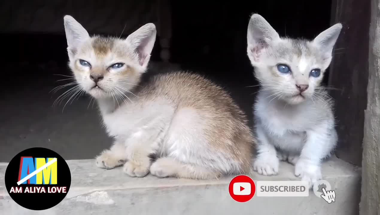 Fury, PLayful, Lovable