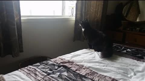 Cat Doesn't Nail Landing