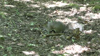 Wiewiórka / Squirrel # 2