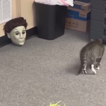 Top Funny Cute Cats Viral Clips🐶