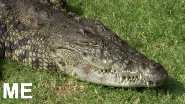 Nile crocodile_Cut.mp4