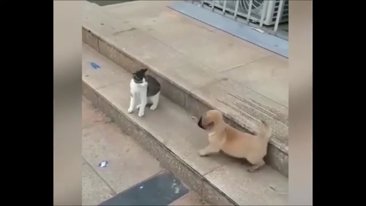 Funny Cat And Dog