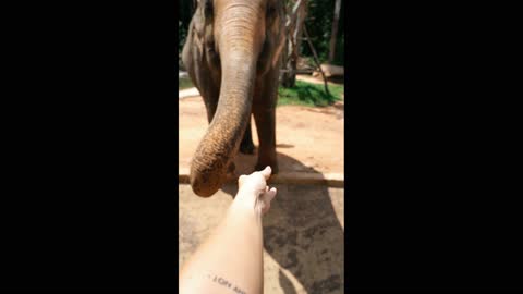 Elephant eating banana