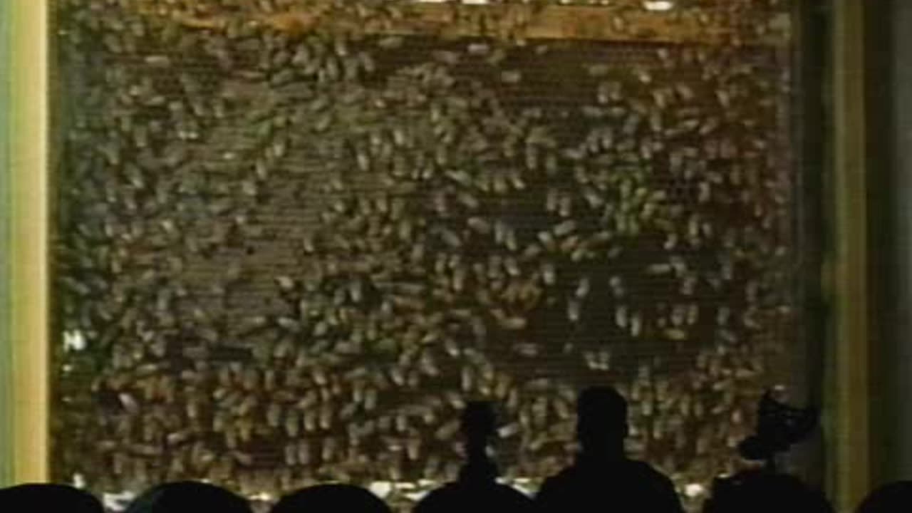 MST3K - 0905 - The Deadly Bees