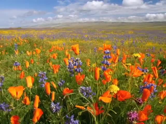 Los Secretos del Papa - Tony Alamo español - Parte 2 de 2