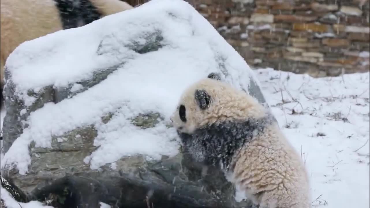 A Panda's Joyful Snow Adventure