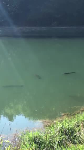 Big fish in a pond in Texas!