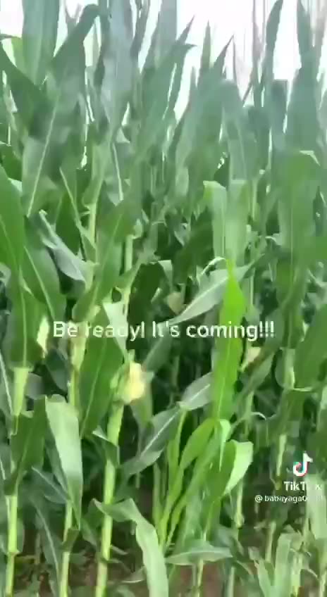 Government Paying Farmers To Destroy Their Crops Or Face Penalties