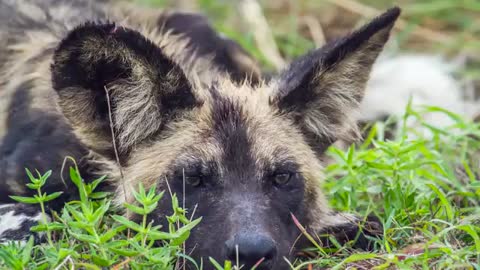 African Wild Dog Symbolism_Cut.mp4