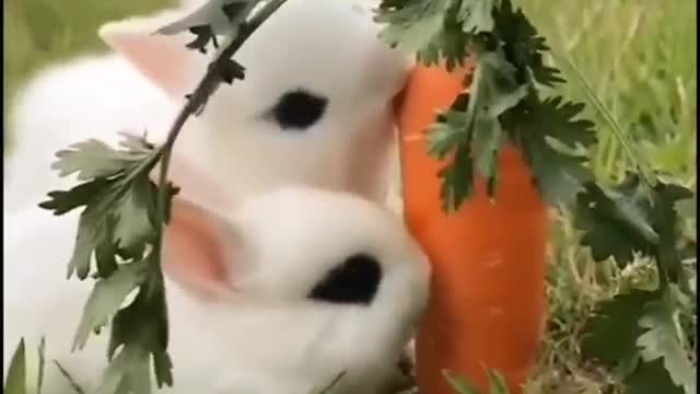 Cutest rabbits you've ever seen eating carrot.