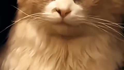 Funny animals video