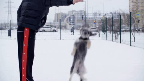 Owner playing with dog jumping on snow