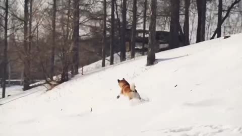 Two brothers who are chasing and fighting in the snow