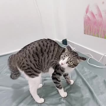 Do you guys think I'm cute, a cute cat