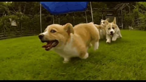 🤣funny video 😂short comedy videos 57 seconds#shorts|