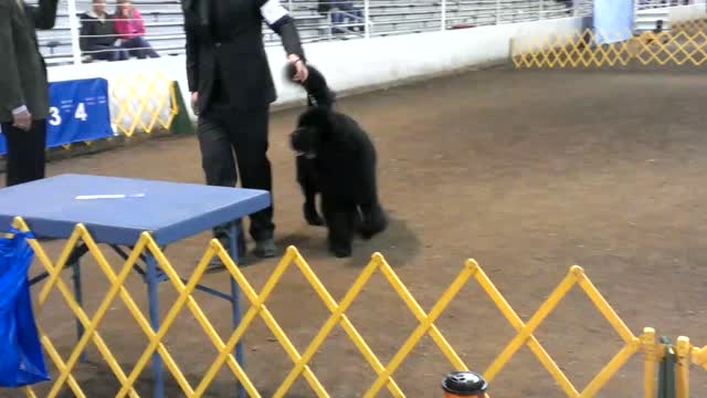 Dog show