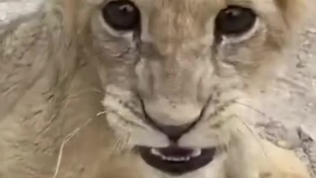 Amazing animals videos