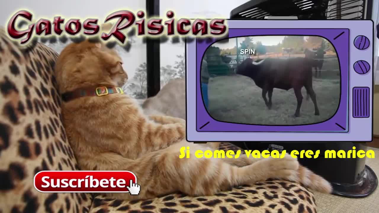 Los Gatos más Chistosos Jugando en la Nieve