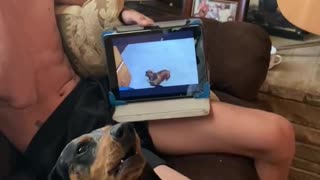 Jake the Dachshund Howling at YouTube Video