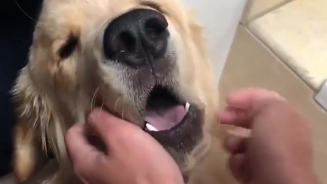 Best Funny Animal Videos 2022 😺 Funny Dog Videos 2022 😁 Funniest Dog Videos 😁😇