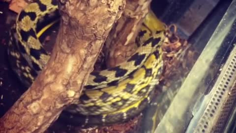Snake Circles