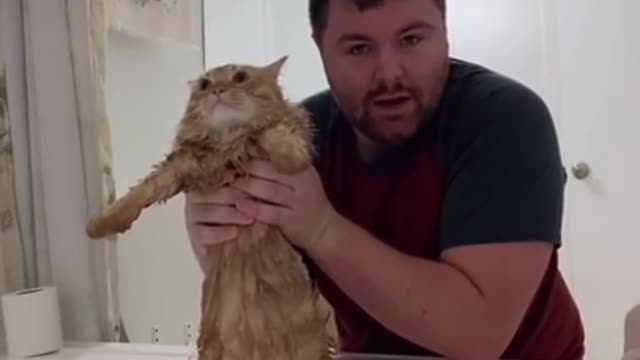 Guy is trying to give his cat a bath and it's hilarious!