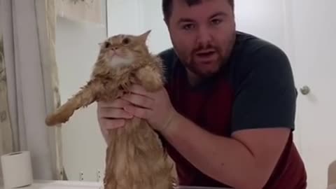 Guy is trying to give his cat a bath and it's hilarious!