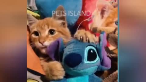 funny cats and dogs new reaction