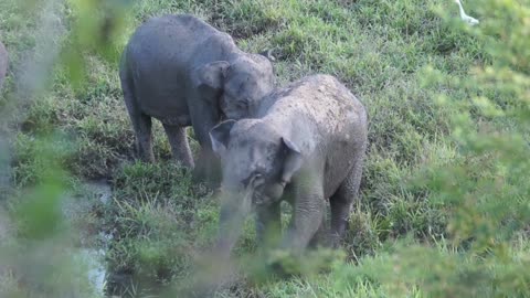 Cute Family animals and birds | Cat, Cow, Dog, Lion, Tiger, Elephant, donkey sounds & Cow videos