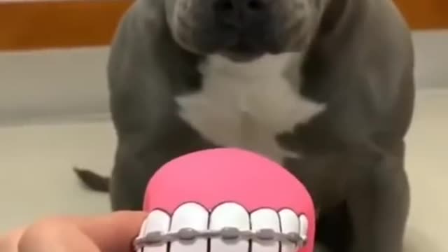 Fun with Pitbull