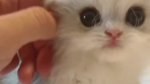 Adorable