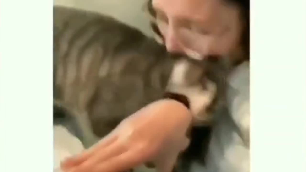 cat funy video