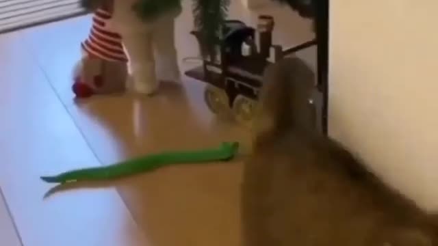 Funny voice of Cat