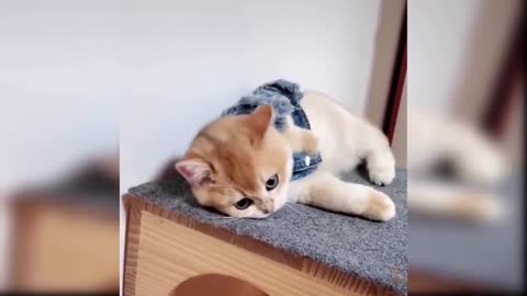 beautiful cat and dog on the playground