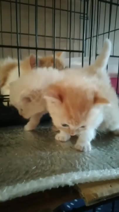 cute cat shorts❤#shorts #cat #cutecat