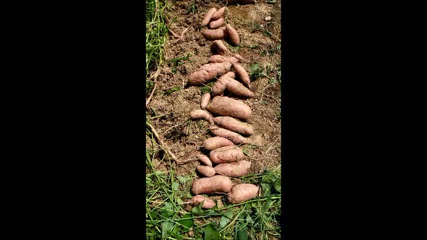 Harvesting sweet potatoes