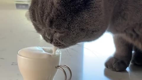 Cat loves drinking coffee made with special milk