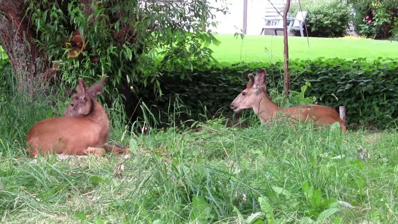 Deer in the Wildlife