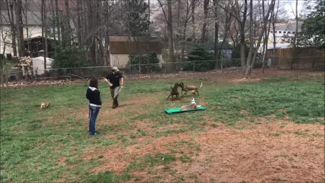 Off Leash Pit Bull Training