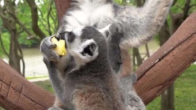 Ring-tailed lemur eating and hugging