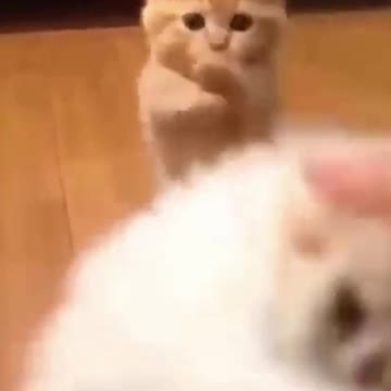 PETS NEVER LIE ABOUT LOVE-49 #shorts