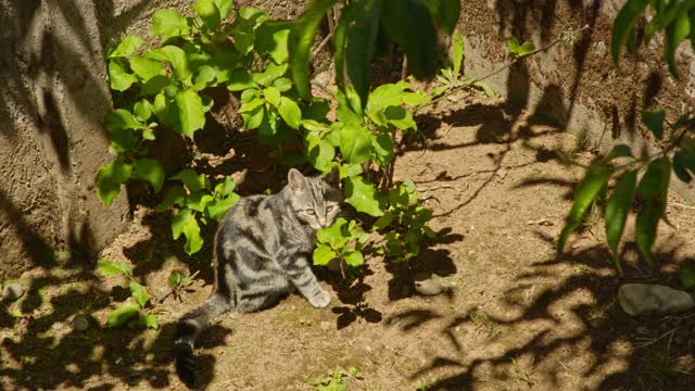 A Cat Trying To Hide Behind Some Tree Leaves