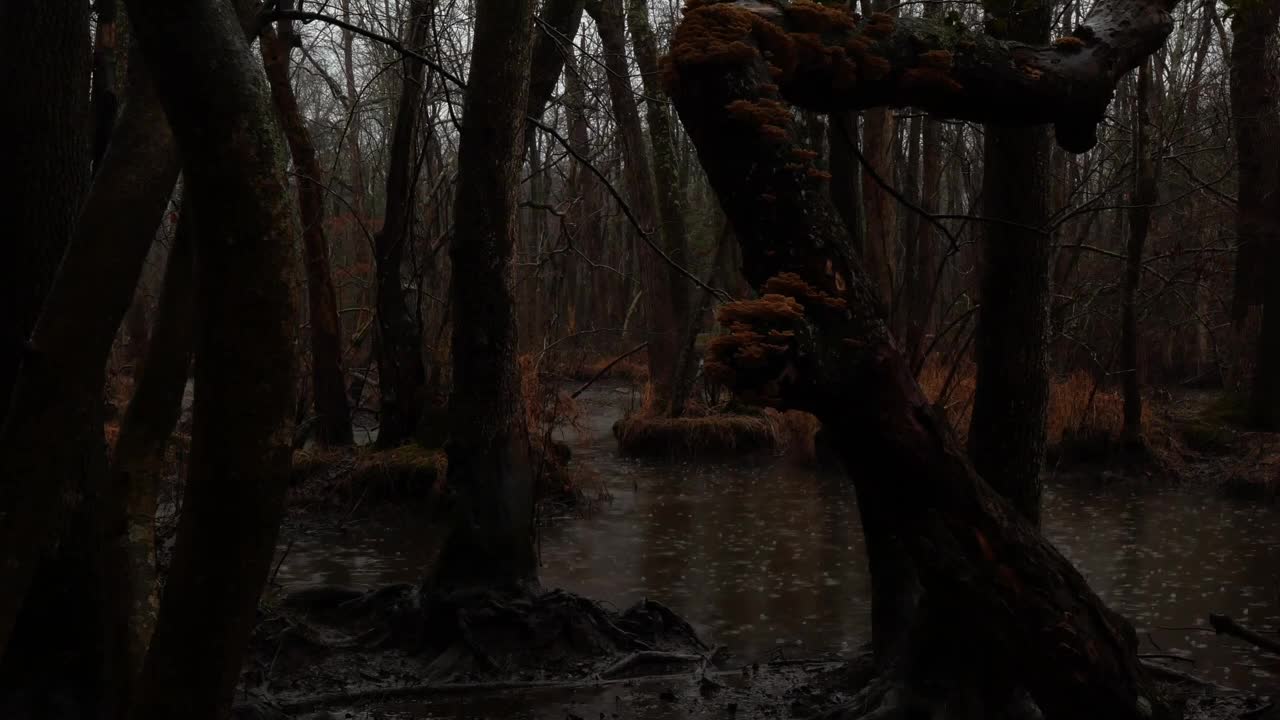 Rain White Noise Sounds For Sleeping, Study, Relax, Insomnia - 6 Minutes Rain In Forest #08
