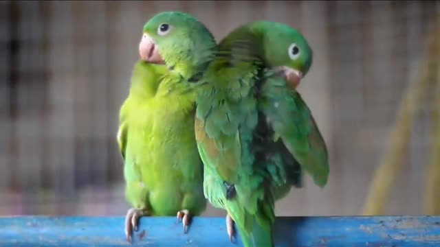 Talking_Parrot || parrot talking and talking Einsteinparrot