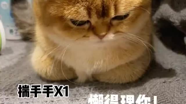 Cute sad cat🐈🐈🐈