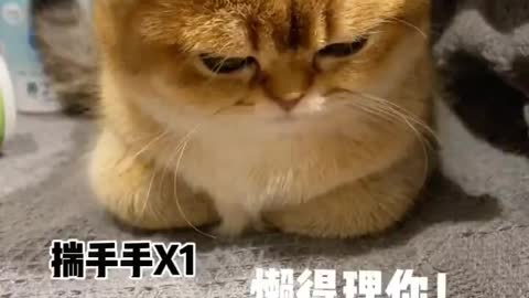 Cute sad cat🐈🐈🐈