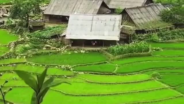 Menggarap Sawah