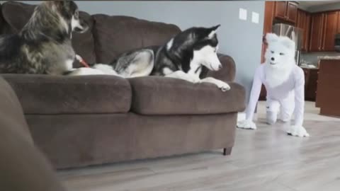 Funny pranks_on_dogs..